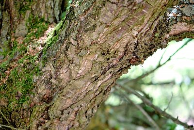 Nothofagus antarctica - pabuk jižní - borka